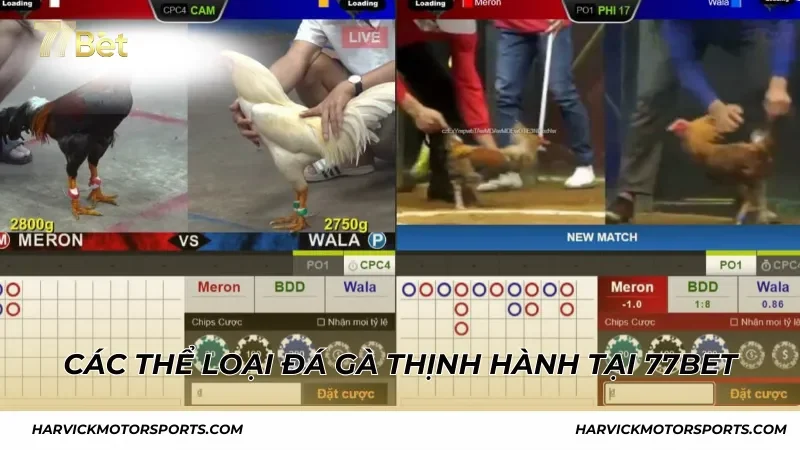 Các thể loại đá gà thịnh hành tại 77BET