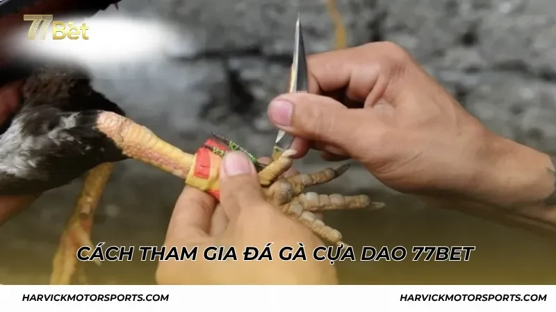 Cách tham gia đá gà cựa dao 77BET cho người mới