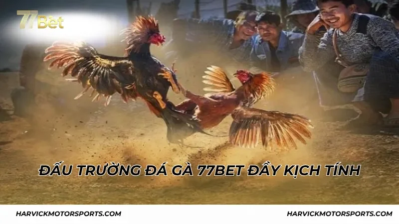 Đấu trường đá gà 77BET đầy kịch tính