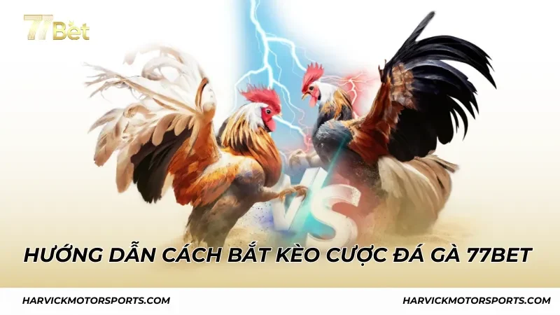 Hướng dẫn cách bắt kèo cược đá gà 77BET chi tiết nhất