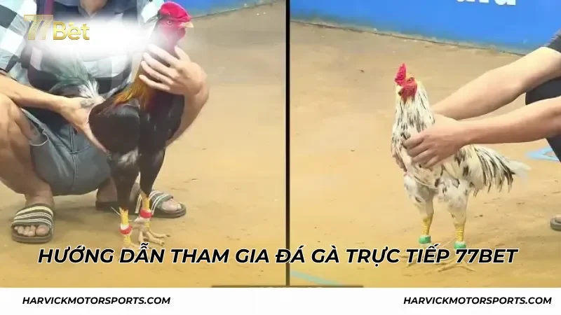 Hướng dẫn cách cá cược khi xem đá gà trực tiếp 77BET