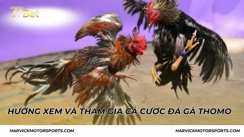 Hướng xem và tham gia cá cược đá gà thomo 77bet