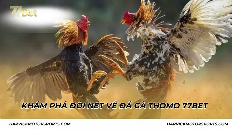 Khám phá đôi nét về đá gà Thomo 77BET