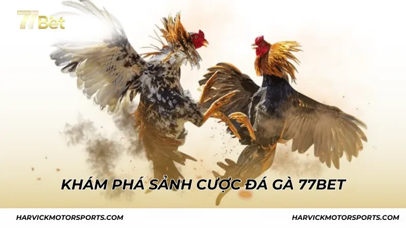 Khám phá sảnh cược đá gà 77BET đầy kịch tính