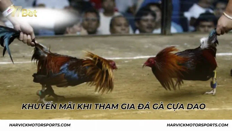 Khuyến mãi hấp dẫn khi tham gia đá gà cựa dao 77BET