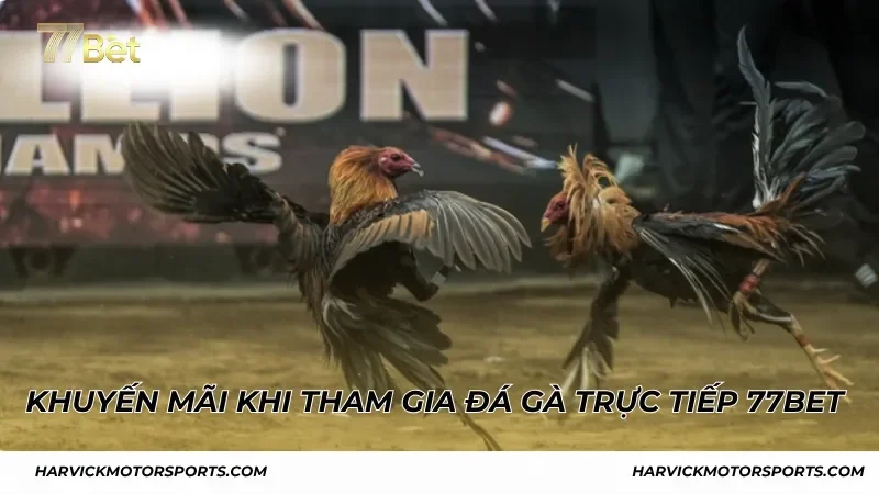 Khuyến mãi khi trải nghiệm đá gà trực tiếp 77BET