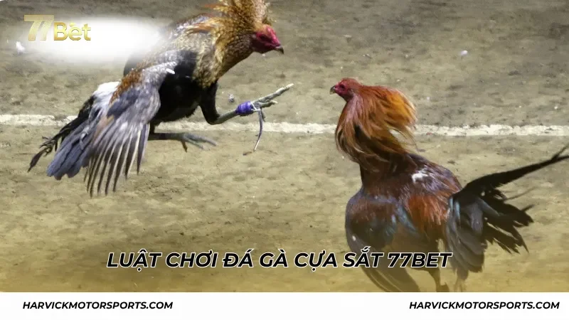 Luật chơi đá gà cựa sắt 77BET người chơi cần rõ