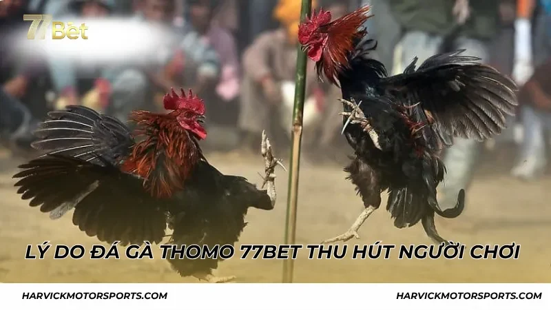 Lý do đá gà Thomo 77BET thu hút đông đảo người chơi