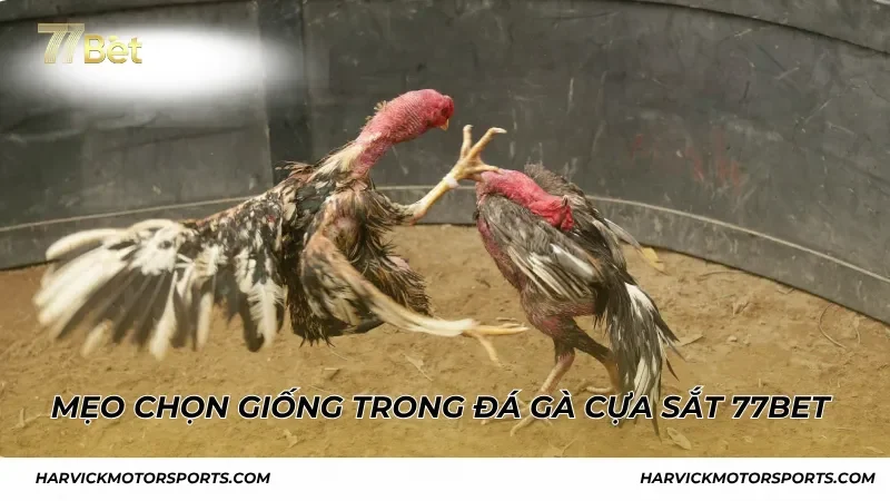 Mẹo chọn giống gà chiến trong đá gà cựa sắt 77BET