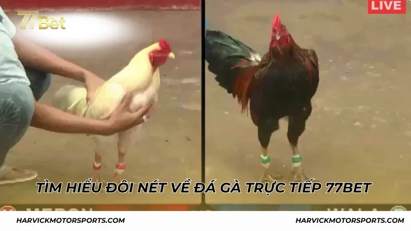 Tìm hiểu đôi nét về đá gà trực tiếp 77BET