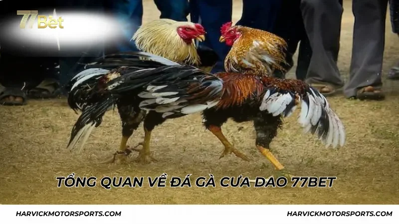Tổng quan về đá gà cưa dao 77BET hot nhất hiện nay