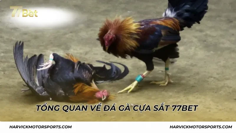 Tổng quan về đá gà cựa sắt 77BET
